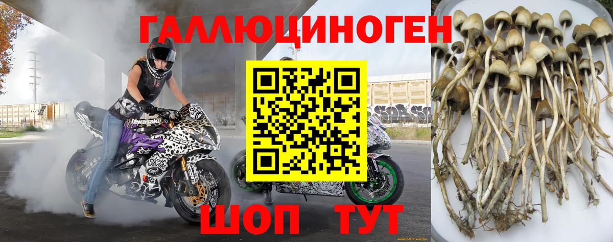 Дальнегорск  Галлюциногенные грибы прущие грибы  Вход с VPN 